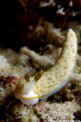 Armina sp. Picture taken at Gato Island, Philippines. by Anouk Houben 